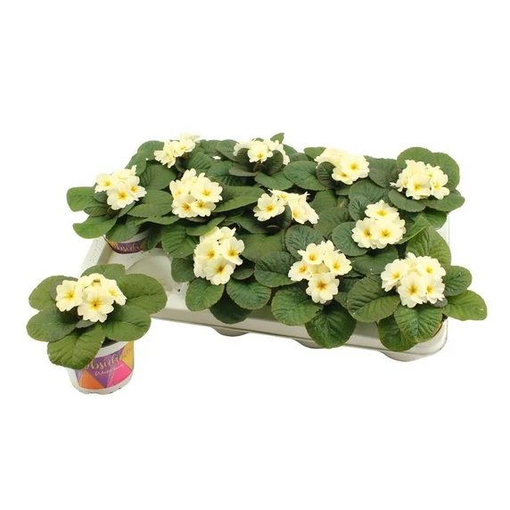 Primula vulgaris 'Obsidian Light Yellow' 12cm