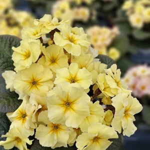 Primula 'Obsidian Peach'