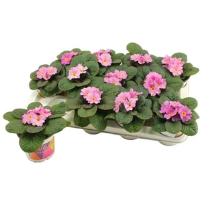 Primula vulgaris 'Obsidian Pink'