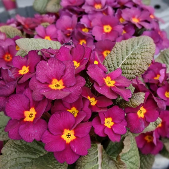Primula vulgaris 'Obsidian Purple' 12cm - image 1