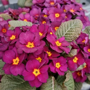 Primula vulgaris 'Obsidian Purple' 12cm - image 1
