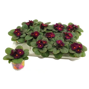Primula vulgaris 'Obsidian Purple'