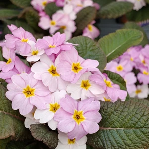 Primula 'Obsidian Rose Antique'