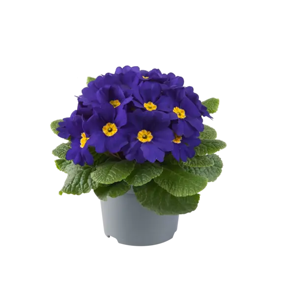 Primula vulgaris 'Pharaoh Blue' - image 2
