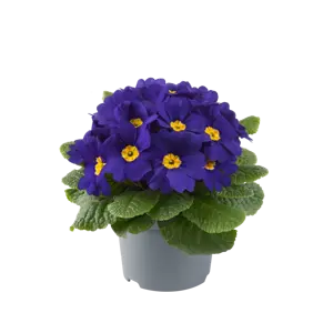 Primula vulgaris 'Pharaoh Blue' - image 2