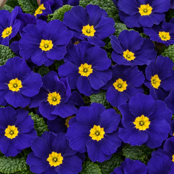 Primula vulgaris 'Pharaoh Blue' - image 1