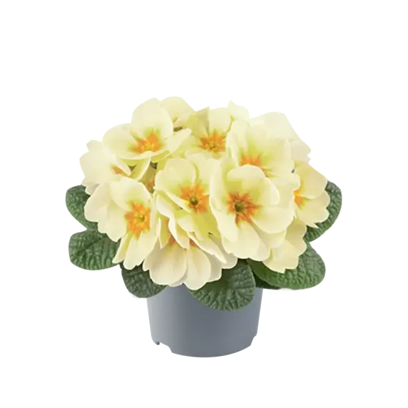 Primula vulgaris 'Pharaoh Lime' - image 2