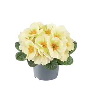 Primula vulgaris 'Pharaoh Lime' - image 2