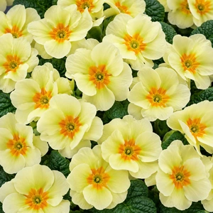 Primula vulgaris 'Pharaoh Lime' - image 1