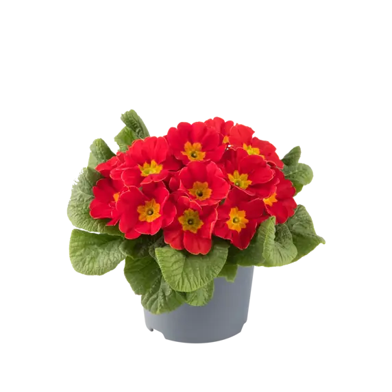 Primula vulgaris 'Pharaoh Red' - image 2