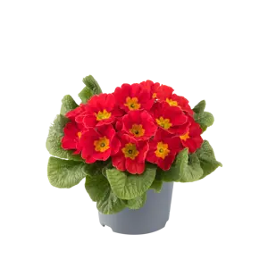 Primula vulgaris 'Pharaoh Red' - image 2