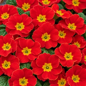 Primula vulgaris 'Pharaoh Red' - image 1