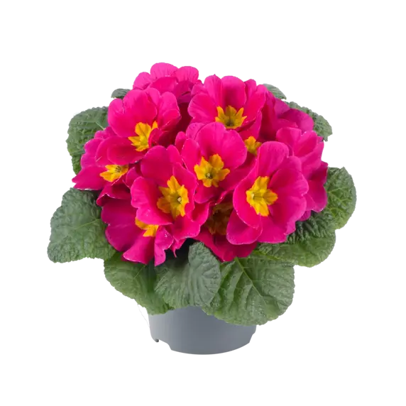 Primula vulgaris 'Pharaoh Rose' - image 2