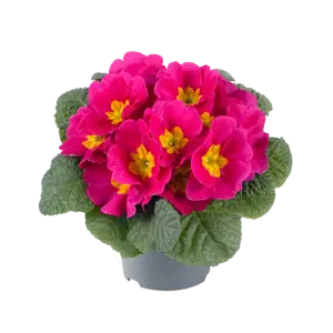 Primula vulgaris 'Pharaoh Rose' - image 2