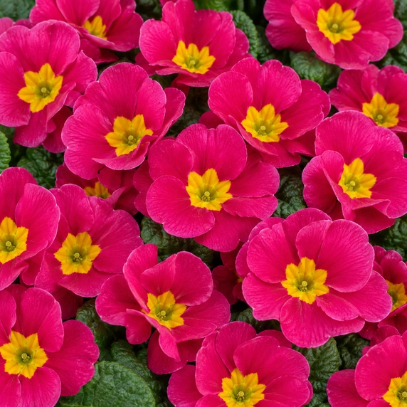 Primula vulgaris 'Pharaoh Rose' - image 1