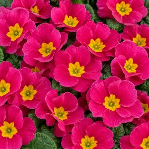 Primula vulgaris 'Pharaoh Rose' - image 1