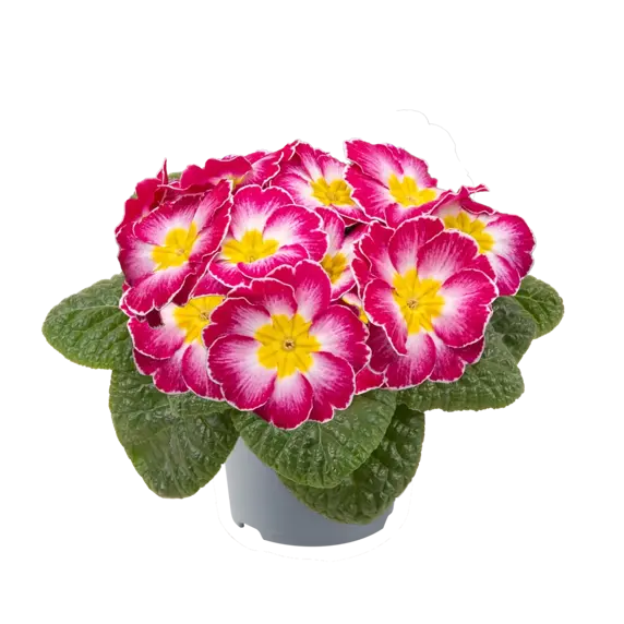 Primula vulgaris 'Pharaoh Rose Bicolour' - image 2