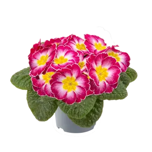 Primula vulgaris 'Pharaoh Rose Bicolour' - image 2