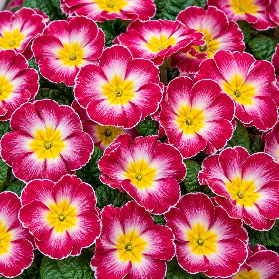 Primula vulgaris 'Pharaoh Rose Bicolour' - image 1