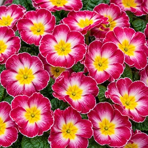 Primula vulgaris 'Pharaoh Rose Bicolour' - image 1