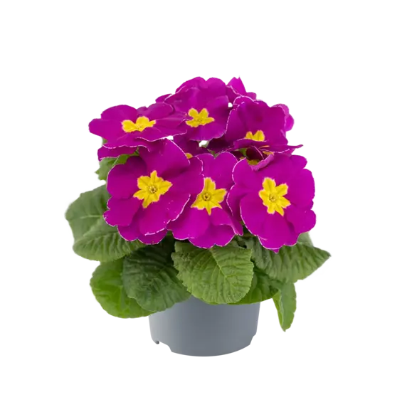 Primula vulgaris 'Pharaoh Violet' - image 2