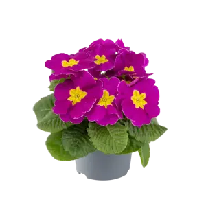 Primula vulgaris 'Pharaoh Violet' - image 2
