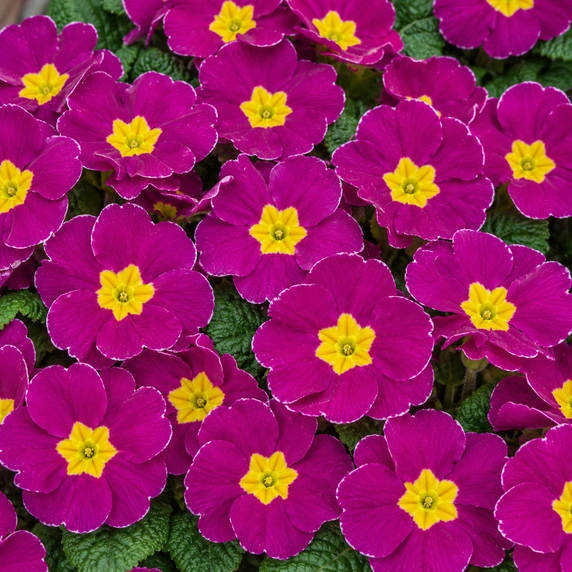 Primula vulgaris 'Pharaoh Violet' - image 1