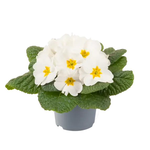 Primula vulgaris 'Pharaoh White' - image 2