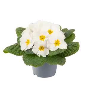 Primula vulgaris 'Pharaoh White' - image 2