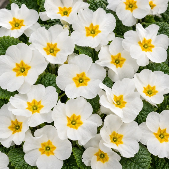 Primula vulgaris 'Pharaoh White' - image 1