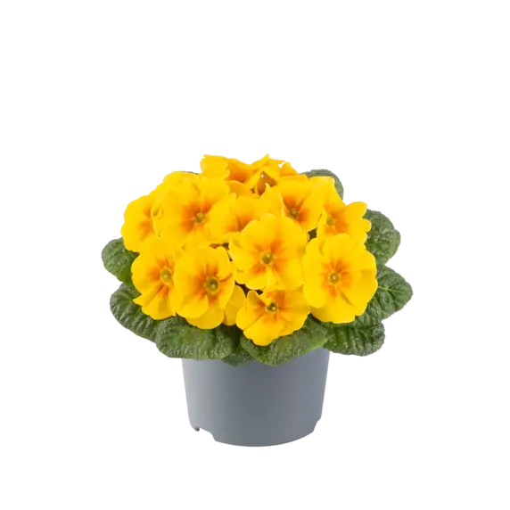 Primula vulgaris 'Pharaoh Yellow' - image 2