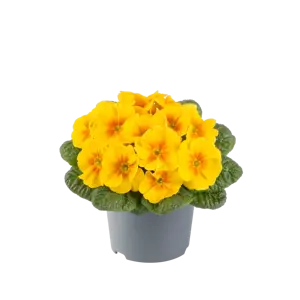 Primula vulgaris 'Pharaoh Yellow' - image 2