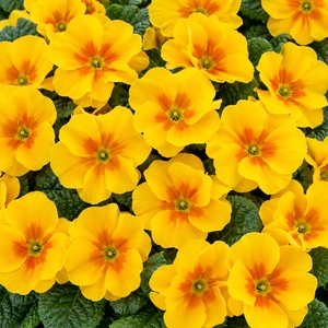 Primula vulgaris 'Pharaoh Yellow' - image 1