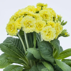 Image Credit: Kerley & Co.