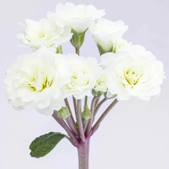 Image Credit: Kerley & Co.