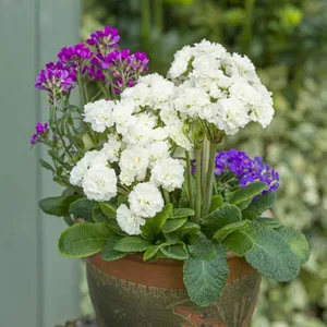 Image Credit: Kerley & Co.