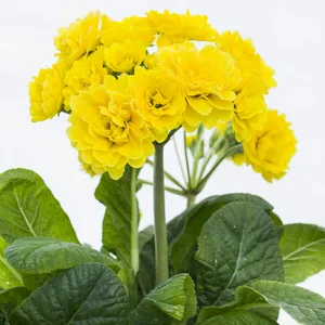 Image Credit: Kerley & Co.