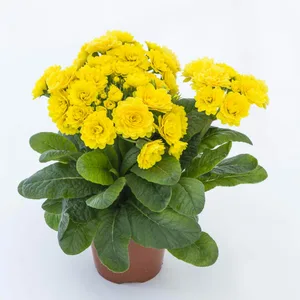 Image Credit: Kerley & Co.