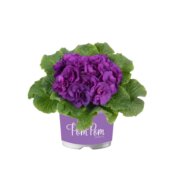 Primula vulgaris 'Pom Pom Early Blue Improved' - image 2