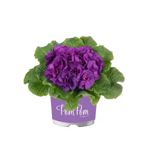 Primula vulgaris 'Pom Pom Early Blue Improved' - image 2