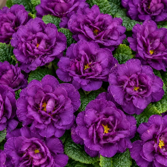 Primula vulgaris 'Pom Pom Early Blue Improved' - image 1
