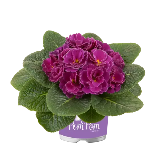 Primula vulgaris 'Pom Pom Early Lilac Picotee Improved' - image 2