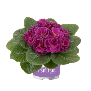 Primula vulgaris 'Pom Pom Early Lilac Picotee Improved' - image 2