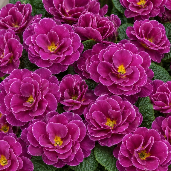 Primula vulgaris 'Pom Pom Early Lilac Picotee Improved' - image 1