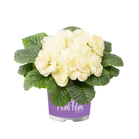 Primula vulgaris 'Pom Pom Early Lime Improved' - image 2