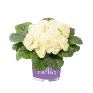 Primula vulgaris 'Pom Pom Early Lime Improved' - image 2