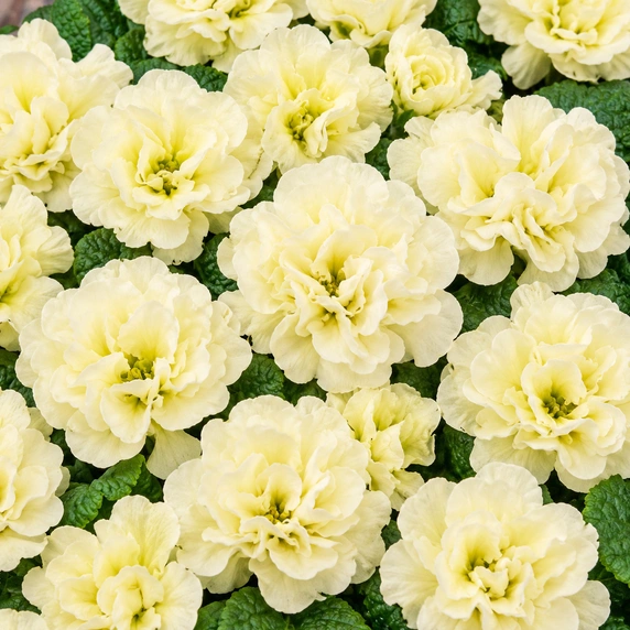 Primula vulgaris 'Pom Pom Early Lime Improved' - image 1