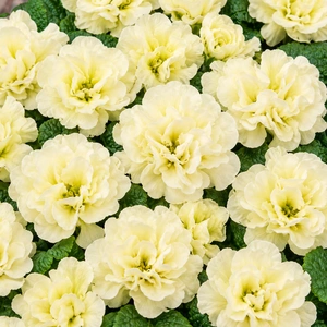 Primula vulgaris 'Pom Pom Early Lime Improved' - image 1