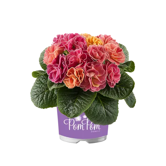 Primula vulgaris 'Pom Pom Early Mandarin Improved' - image 2