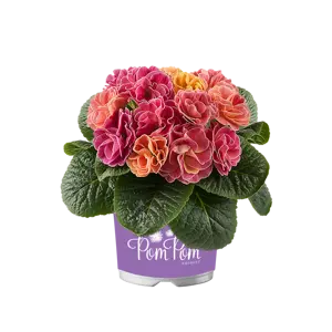 Primula vulgaris 'Pom Pom Early Mandarin Improved' - image 2